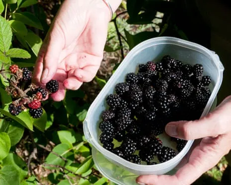 Seeking: Scrumptious Pastries to Utilize a Surplus of House-Made Jam