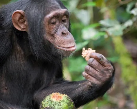 Apes Drink Daily Ethanol Comparable to a Pint from Ripe Figs